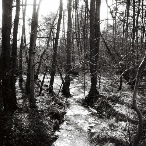 Black and white photo of a stream running through a forest