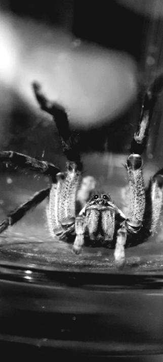 Spider in my room