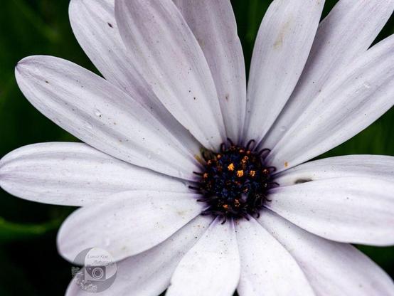 a macro photo by rayne of a big white flower with a black center covered in flecks of yellow pollen. the petals have vague black and yellow speckles