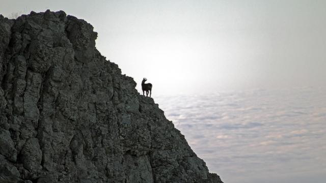 Foto de un sarrio (Rupicapra pyrenaica pyrenaica)