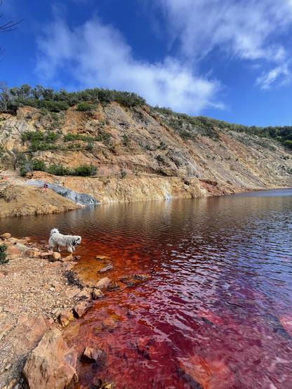 Red lake in the foreground, ochre-colored hill dotted with green bushes in the background. Sand-colored dog on the left is about to go into the water