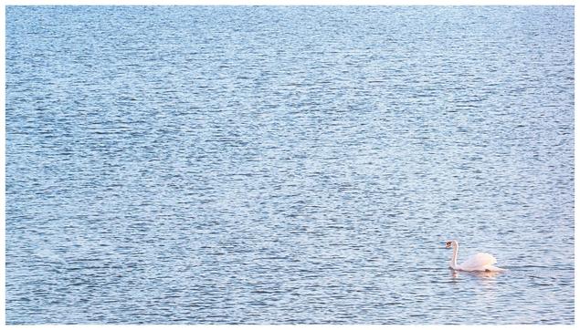 A white swan with a pink beak floats on subtly rippling blue water.