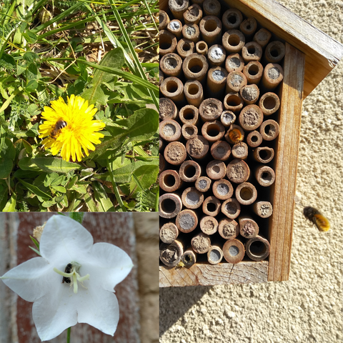 Dieses Bild zeigt eine Collage aus drei Bildern. Links oben zeigt eine Draufsicht auf eine gelbe Löwenzahn Blüte auf der eine Wildbiene sitzt. Links unten zeigt eine weiße Blüte der Glockenblume, in der eine dunkle, fast schwarze Wildbiene im Kelch zu sehen ist. Die rechte Seite zeigt einen Ausschnitt eines Insektenhotels. Ähnlich wie ein Vogelkasten sitzt das Insektenhotel an der Hauswand. Es ist aus Holz mit Spitzdach. Für die Insekten, in dem Fall bienenfreundlich, ist es mit getrockneten, hohlen Stängeln aufgefüllt, deren Öffnungen nach außen zeigen. Viele der Röhren sind noch verschlossen, aus einer guckt das Hinterteil einer Wildbiene hervor und rechts vom Insektenhotel selbst befindet sich sogar noch eine Wildbiene im Anflug.