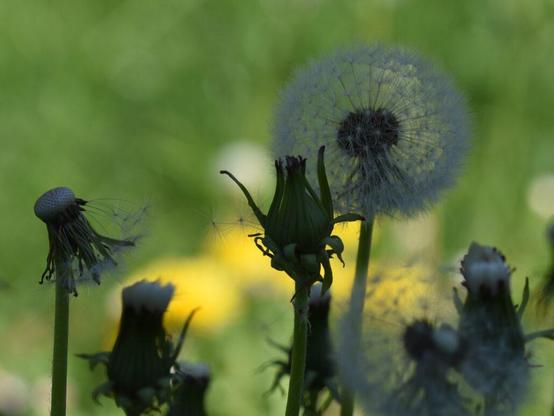 Löwenzahnpusteblume