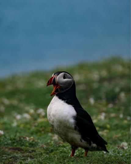 An Atlantic puffin standing on green grass with scattered white flowers, its beak wide open in mid-call. The bird's classic black and white plumage contrasts with its colorful orange beak. The background shows a blurred blue sky and green hillside on Skomer Island.