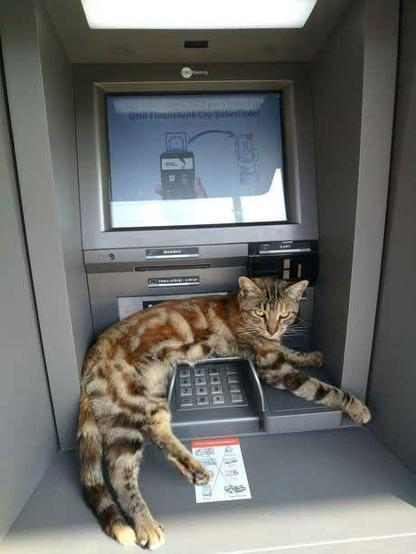 ALT

Gato en cajero automático 