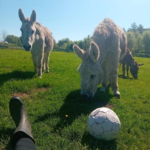 Le ballon devant les trois Poilu.e.s. Cadeau en a encore très peur...
