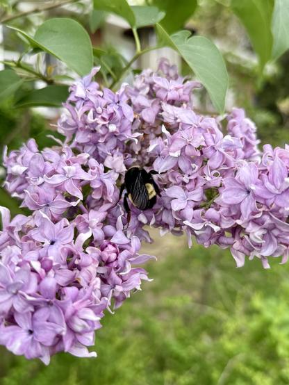A very big bumblebee nestled in the crotch of a double lilac bloom.  The background is blurred green