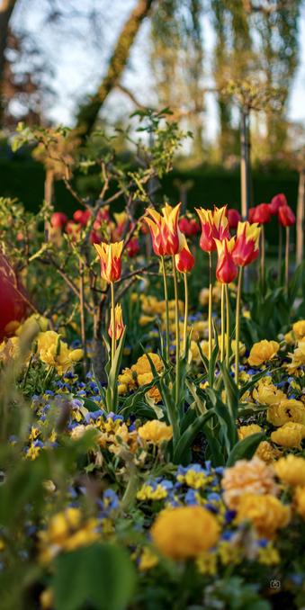 A Romantic-era garden with fiery colored lily tulips shining in the light of the setting sun. Charlottenhof, Potsdam, 26 Apr 2025. Nikon D5600, Nikkor DX 35 mm ƒ1.8G, ISO 100, ƒ2, -1.3 ev, 1/640s