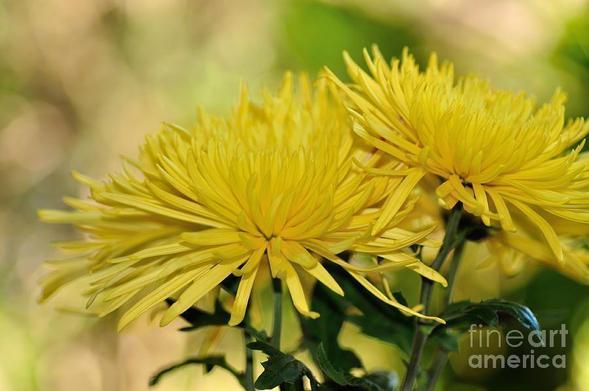 I just love the thin spiky yellow petals of these yellow Spider Mums. Captured in a garden in the north of Sydney, NSW, Australia.

Chrysanthemums, sometimes called mums or chrysanths, are flowering plants of the genus Chrysanthemum in the family Asteraceae. They are native to Asia and northeastern Europe. Most species originate from East Asia and the center of diversity is in China. There are about 40 valid species.There are countless horticultural varieties and cultivars.

By Kaye Menner Photographhy
https://kaye-menner.pixels.com/featured/spider-mums-anastasia-kaye-menner.html

THE FINE ART AMERICA LOGO WILL NOT APPEAR ON PURCHASED PRINTS OR PRODUCTS.