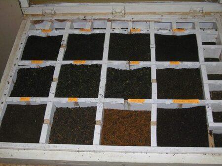 Diferentes grados de té en una fábrica de Sri Lanka (Ceilán). Fotografía de sudodana2048 ( https://en.wikipedia.org/wiki/File:Sri_Lankan_OP_Tea_Case.jpg )
