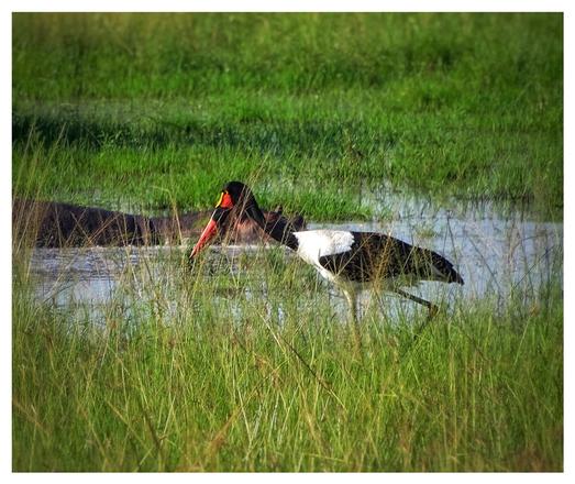 This is a colour photo of a Saddlebill stork tip toeing past a hippopotamus amongst the watery reeds. As photographed in Queen Elizabeth National Park, Uganda 