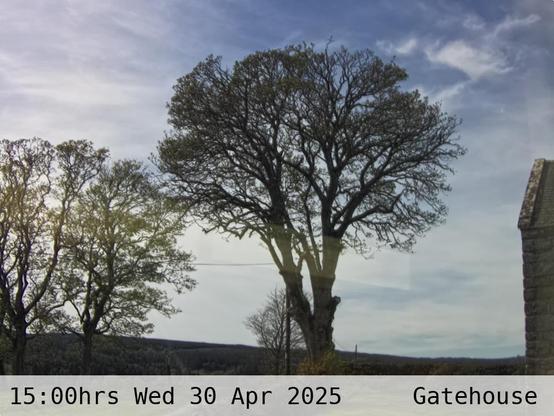 Photograph of sycamore trees against the sky with low hills in the background at 15:00 hrs on Wednesday 30 April 2025, located at Gatehouse in Tarset, Upper North Tyne, Northumberland, UK. The immediate forecast is mainly clear.