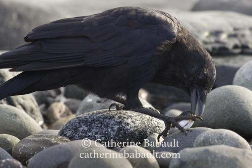 A crow trying to open a small clam with its beak. It has one foot on the clam to hold it. The ground is covered by round greyish rocks. The bird fills up the frame.