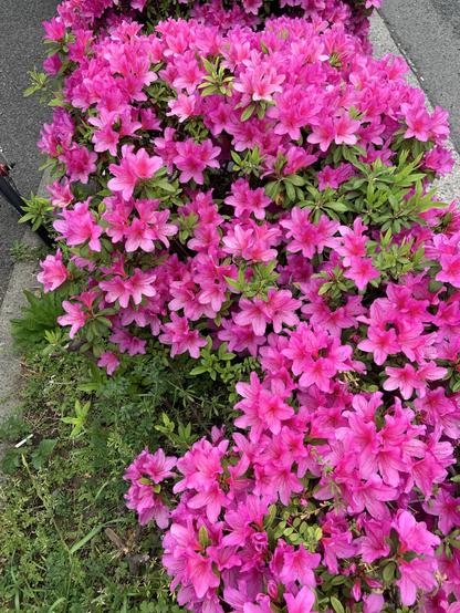 ①This photo of azalea I received from an acquaintance yesterday.
これは昨日、知人からもらったツツジの写真です

Alt-TXT: A photo of vibrant pink azalea flowers in full bloom, densely packed with green leaves. The bushes line a sidewalk, creating a striking display of color against the gray pavement.