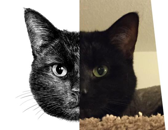 Black and white drawing of a black cat named Noob, with the right half of the image being the reference.