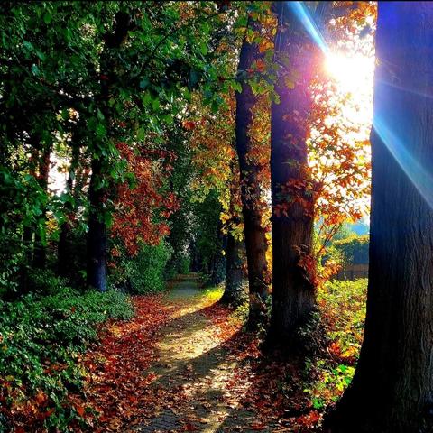 Zonnige herfstboswandeling met een kronkelend pad bedekt met gevallen bladeren. De zon schijnt fel tussen de bomen door, waardoor warme lichtstralen en schaduwen het pad verlichten. Groene, oranje en rode bladeren creëren een kleurrijk contrast in het rustige boslandschap.