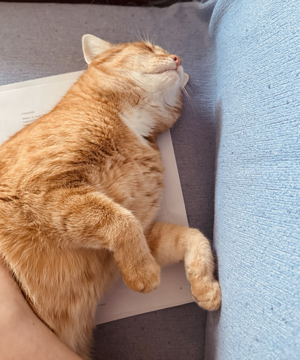 Ein roter Kater liegt auf dem Rücken, am unteren Bildrand eine Hand, die seinen Bauch krault. Unter dem Kater liegt ein Blatt Papier, die Strickanleitung