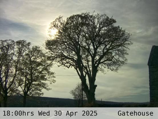 Photograph of sycamore trees against the sky with low hills in the background at 18:00 hrs on Wednesday 30 April 2025, located at Gatehouse in Tarset, Upper North Tyne, Northumberland, UK. The immediate forecast is sunny.