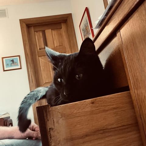 a black cat lies in a dresser drawer