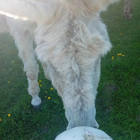 Photo de Cadeau qui sent le ballon !!
