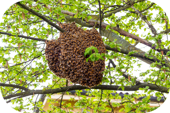Essaim d'abeilles sur une branche d'arbre.