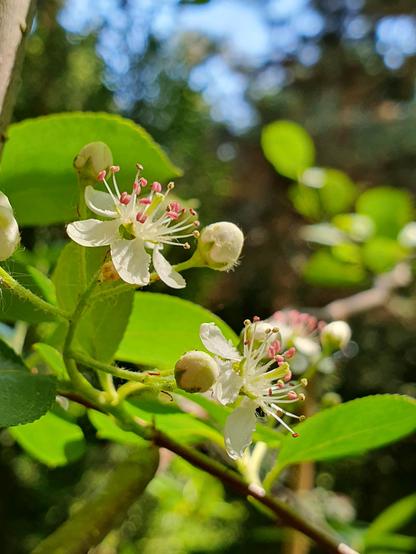 Weiße Aronia-Blüten und sattgrüne Aronia-Blätter in der Mittagssonne, im Hintergrund schimmert der blaue Himmel durch das Blätterdach der Bäume.