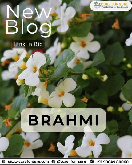 🧠 Brahmi – The Ayurvedic Brain Booster for Mental Clarity & Stress Relief! 🌱

📢 Tag someone who needs better focus & mental clarity! Save this for later! 🙌

📍 Learn more: cureforsure.com
📌 Read More: https://cureforsure.com/blog/2022/06/03/brahmi/
📸 Follow us on Instagram: @cure_for_sure
📞 Contact: +91 9004980060

#Brahmi #BrainBooster #AyurvedicHerbs #StressRelief #MentalClarity #NaturalHealing #MemoryEnhancer #CureForSure