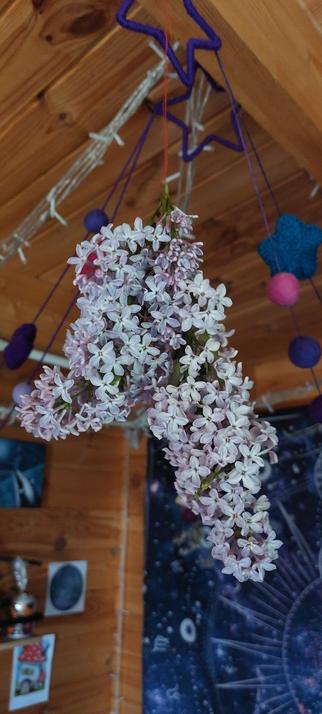 A couple of sprigs of lilac hanging from a wooden ceiling, there are fairy lights, and purple stars also on the ceiling.