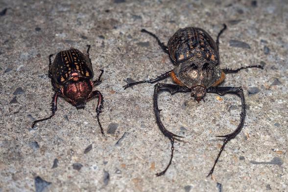 Pareja de escarabajos. El macho es más grande y tiene un primer par de patas más largo.