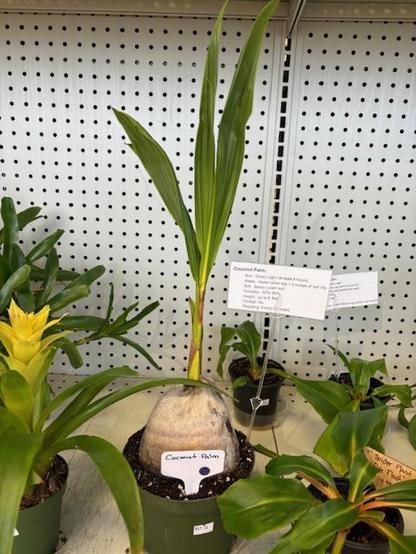 Coconut Palm