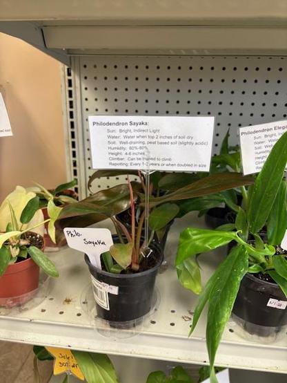 Philodendron Sayaka