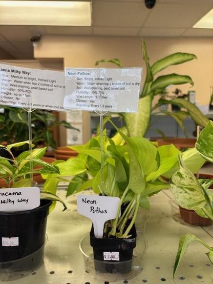 Neon Pothos