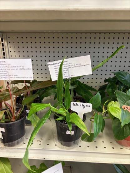 Philodendron Elegans