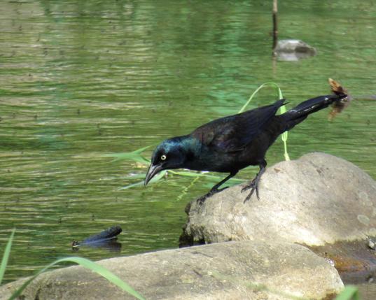 A slightly elongated black bird with blue iridescence on its head and a bright yellow eye on a rounded stone in a stream peering down at a blue and black feather. The stream is a clear green, reflecting plant life on the other side.
