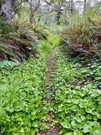 Faint foot path lined with western wild ginger, Asarum caudatum, a native Northwest ground cover with pretty bright green heart-shaped leaves, and on either side large clumps of sword ferns. 