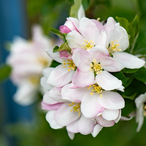 Apple tree blossoms