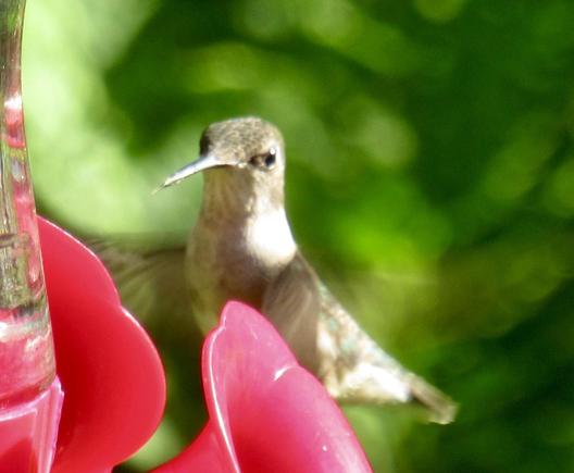 A pale and tired-looking female hummingbird flying backwards from a red hummingbird nectar feeder with her eyes on the camera.