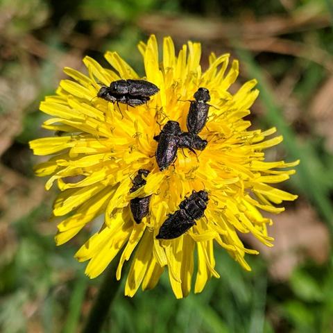 A photo showing about 7 small dark metallic colored beetles on a dandelion flower. They are a wood boring type of beetle.