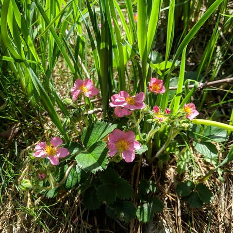 A photo showing pink flowers on a strawberry plant. There are Japanese iris foliage in the background.