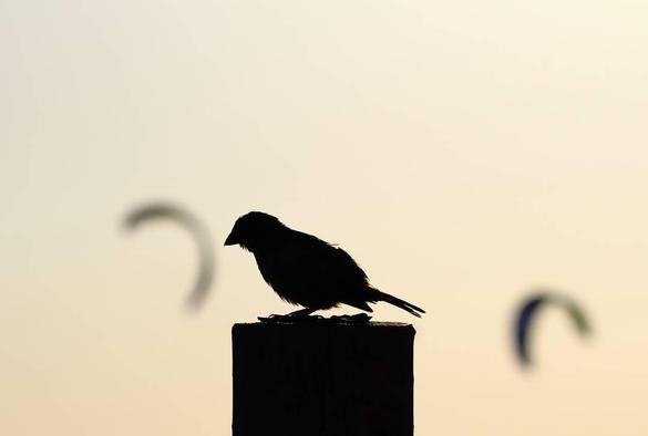 Tem dias que a gente só observa.

O mundo gira, os ventos mudam, e o coração escolhe esperar o momento certo de voar.