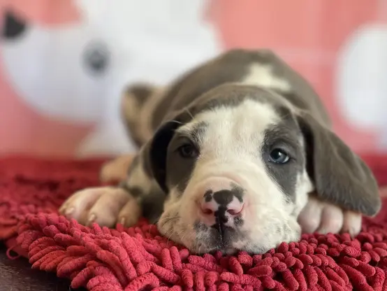 puppy face closeup
