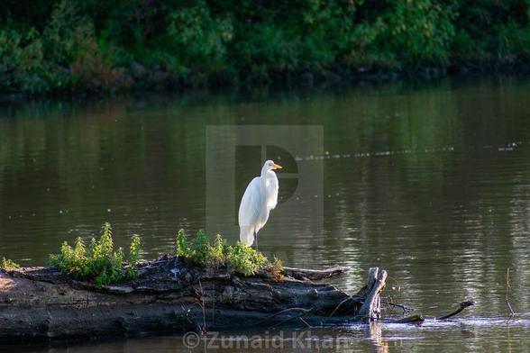 Great Egret perched on a fallen tree in a wetland.