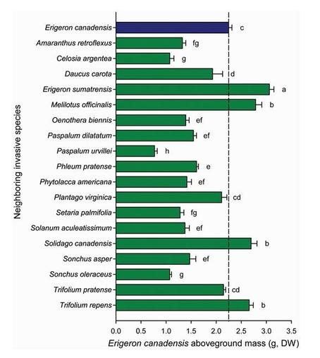 Identity of neighboring invasive species affects the growth of invasive plant Erigeron canadensis when grown in the vicinity of one of 18 different invasive species (mixtures, green) or in the vicinity of conspecific individual (monoculture, blue).