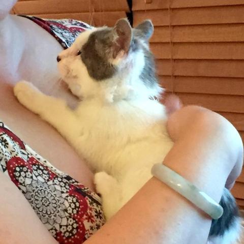 closeup of a woman's arm holding a tiny white kitten (with black head & butt markings) cuddled against her chest 