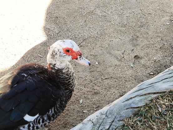 Una foto de un pato bonito con carita triste.