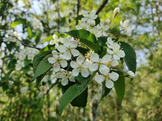 A flowering tree spreads white petals, seeking out an appropriate mote of sunlight.