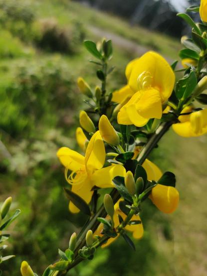 A cheerful yellow plant sticks out curling stamen in cheeky but good natured mockery.