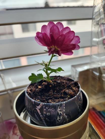 A single bloom of chrysanthemum flower in a small pot