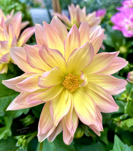 Das Bild zeigt eine einzelne, große Dahlie in zarten Pastelltönen von Gelb und Rosa. Die Blütenblätter sind schmal und überlappen sich, um eine volle, runde Form zu bilden. Die Mitte der Blüte ist leuchtend gelb. Der Hintergrund ist verschwommen, zeigt aber weitere Dahlien in ähnlichen Farben und Grüntönen.